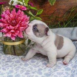 Daisy - White and fawn female French Bulldog puppy in New Hampton, New Hampshire from Kismet French Bulldogs