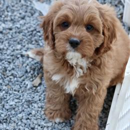 Bernedoodle and Cavapoo Puppies from Lawler’s Legacy Litters