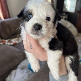 Harry - Black & white male Australian Shepherd puppy in Nicktown, Pennsylvania from Moss Crick Australian Shepherds