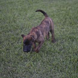 Mani - Fawn male Perro de Presa Canario puppy in Tickfaw, Louisiana from La Fundación K-9