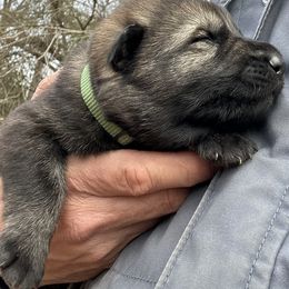 German Shepherd Puppies from Von Zorhaus