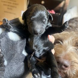Labradoodle Puppies from Riley's Labradoodles