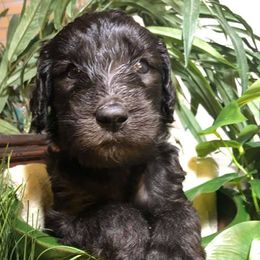 Assorted Doodle Crosses, Bernedoodles, Dachshunds, Goldendoodles, and Havanese from Kim's Cove Dog Co.