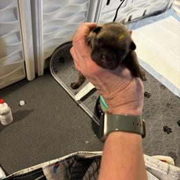 Yellow collar - Fawn female French Bulldog puppy in Neenah, Wisconsin from Mimosa Acres French Bulldogs LLC