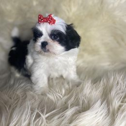 Shih Tzu Puppies from Keepin' it X-tra Shih-Tzu