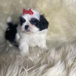 Shih Tzu Puppies from Keepin' it X-tra Shih-Tzu