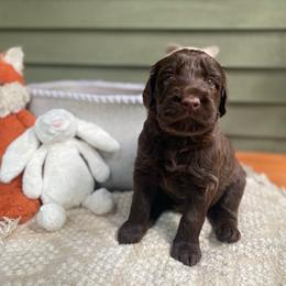 Cubby - Chocolate male Australian Labradoodle puppy in Otis, Massachusetts from Tango Wool Labradoodles