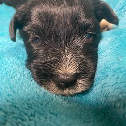 Angel wings (yellow) - Black male Miniature Schnauzer puppy in Ravensdale, Washington from Serenity Schnauzers