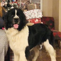 Delilah - Newfoundland