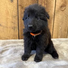 Orange - Black female German Shepherd puppy in Terra Alta, West Virginia from Shepherd Country Farm and Kennels