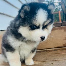 McCall - Black and white female Pomsky puppy in Rathdrum, Idaho from Smart Pomskies and Frenchies
