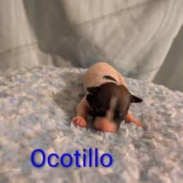 Ocotillo - White and black male American Hairless Terrier puppy in Phoenix, Arizona from Bare Valley