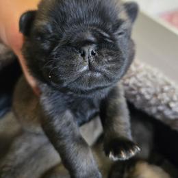 Boy2 - Fawn male Pug puppy in Keysville, Georgia from Rollee Pollee Pugs