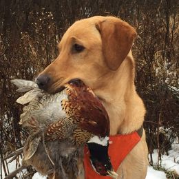 Rolo - Labrador Retriever