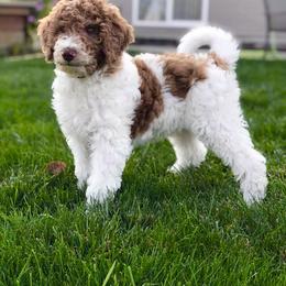Goldendoodle Puppies from Luneckas Litters