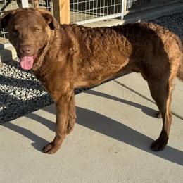 Soapstoneridge's Shaggy Of Redbranch - Brown male Chesapeake Bay Retriever puppy in Jetersville, Virginia from Soap Stone Ridge