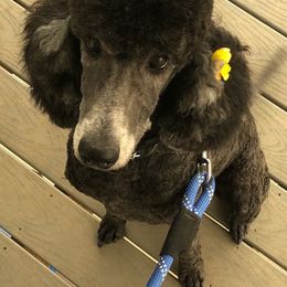 Bernedoodles and Poodles from Red Tulip Poodles