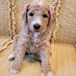 Penny - Brown and white female Bernedoodle puppy in Elkhart, Iowa from McKenzie Payne