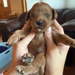 Cold Brew - Red male Cavapoo puppy in River Falls, Wisconsin from Dottie's Doodles