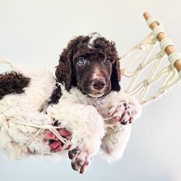 Nebo - Parti male Poodle puppy in Gaylord, Michigan from Dog Mom Co. Poodles