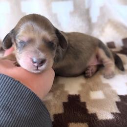 Shaded Cream boy - Cream male Dachshund puppy in Wichita, Kansas from Rustic Dachshunds