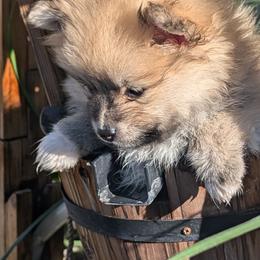 Pomeranian Puppies from TAMARA PLANIDA