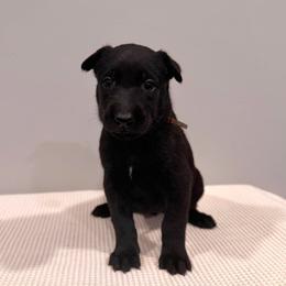 Brown - Black sable female Belgian Malinois puppy in Muskegon, Michigan from Red Acres Working Line K9s