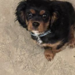 Cavalier King Charles Spaniel Puppies from Herrmann’s Royal Court of Cavalier King Charles Spaniel