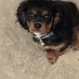 Cavalier King Charles Spaniel Puppies from Herrmann’s Royal Court of Cavalier King Charles Spaniel