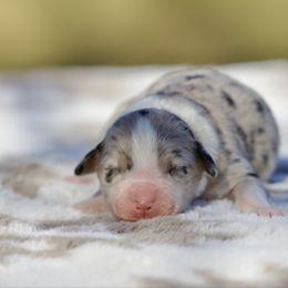 Biscuit - Blue merle male Miniature American Shepherd puppy in Stephenville, Texas from Diamond H Aussies