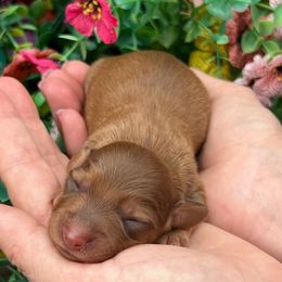 Mrs. Potts - Red female Dachshund puppy in Payette, Idaho from NT Mini Doxies