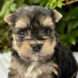 Monica - Black tan and white female Biewer Terrier puppy in Bunnell, Florida from Royal Biewer and Royal Aussies