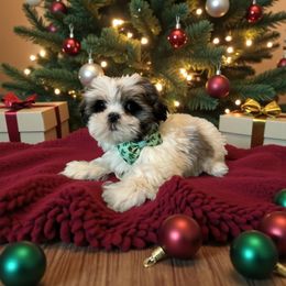 Rex - Tricolor male Shih Tzu puppy in Vernon, Texas from Jennifer's Shih Tzus