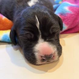 Mable Mae - Mantle female Great Dane puppy in Centennial, Colorado from Vanmar Great Danes of Colorado