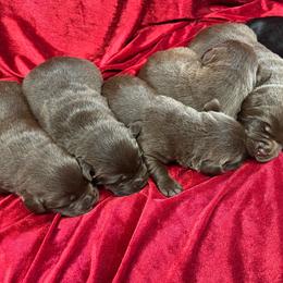 Chocolate Male 3 - Chocolate male Labrador Retriever puppy in Beaverdam, Virginia from Gold Heart Labradors