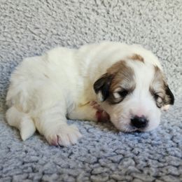 Dolly - Light blue collar - White and badger female Great Pyrenees puppy in Monmouth, Maine from Flewelling Great Pyrenees