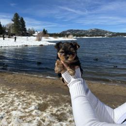 Teddy jr - Black and tan male Yorkshire Terrier puppy in Moreno Valley, California from Tinypartiyorkies