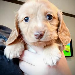 Dachshund Puppies from Wilson's Kennels