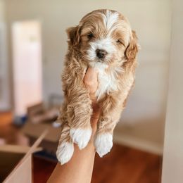 Bichon Frise and Cockapoo Puppies from The Perks of Pups