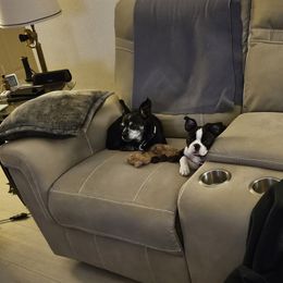 Boston Terrier Puppies from I Love Pups