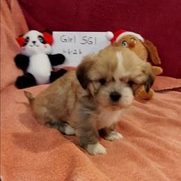 Girl S1 - Golden female Lhasa Apso puppy in Norman, Oklahoma from Steve's Puppies
