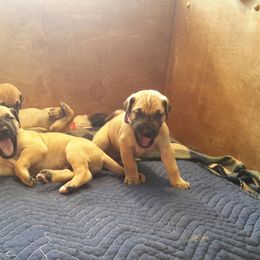 Great Dane Puppies from CAB Danes