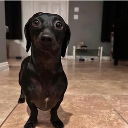 Zoey - Dachshund