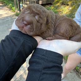 Leia - Brown female Chinese Shar-Pei puppy in North Carolina from Amy Mahaffey's Chinese Shar-Pei