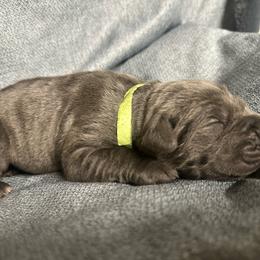 Buzz - Gray male Cane Corso puppy in Fairfield, California from Royal Class Kennels