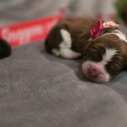 Windy - Red and white female English Springer Spaniel puppy in Cookeville, Tennessee from Krossroads Kennel