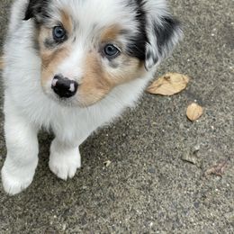 Australian Shepherd Puppies from Audacity Australian Shepherds