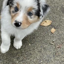 Australian Shepherd Puppies from Audacity Australian Shepherds