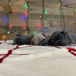 French Bulldog Puppies from 1011 French Bulldogs