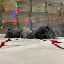 French Bulldog Puppies from 1011 French Bulldogs